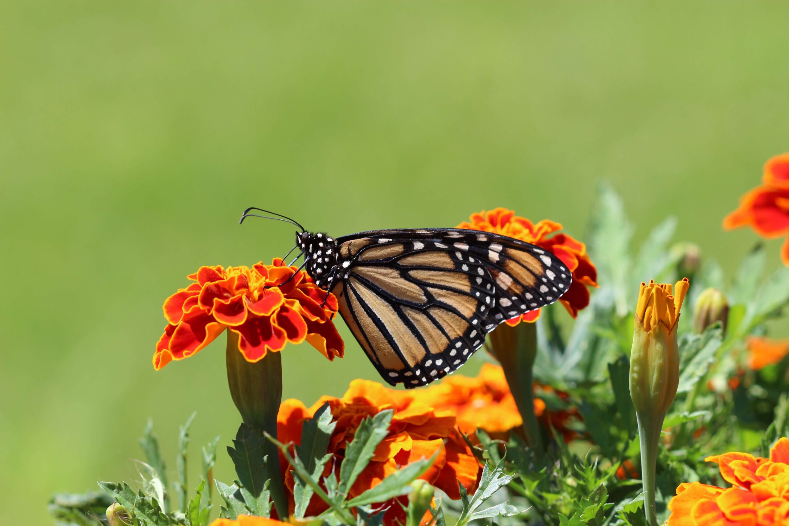 What are the butterfly species in Corbett?